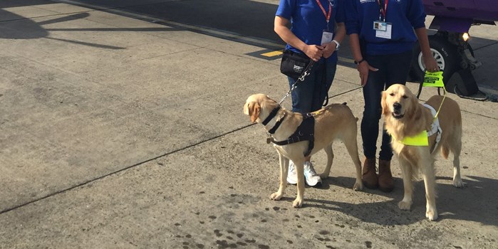 Assistance dogs