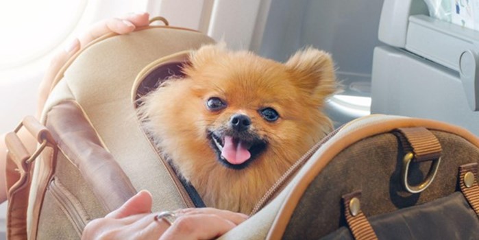 A small Pomeranian dog looks out of a holdall on its owner’s lap on a plane